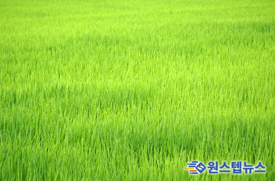 고품질 전략과 차별화된 향미로 프리미엄 쌀 시장 선도