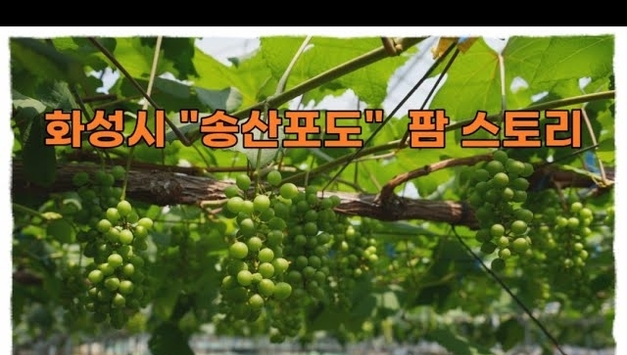 화성 송산포도 "팜스토리" 혁신과 체험을 선도하는 명품 포도 농원