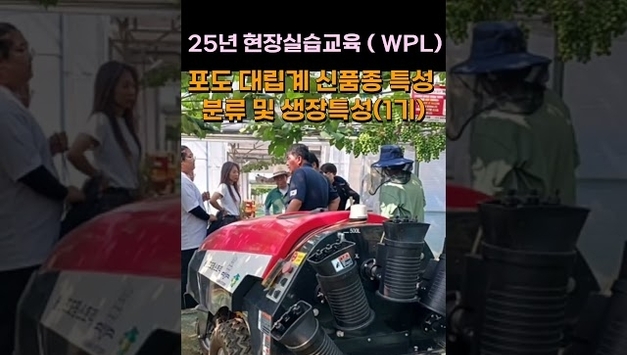 6월의 화성포도가 익어가고 있다 ...