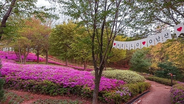 분홍빛 철쭉 바다 ‘소문난 꽃의 낙원’... 시흥 오난산 전망공원 ‘장관’