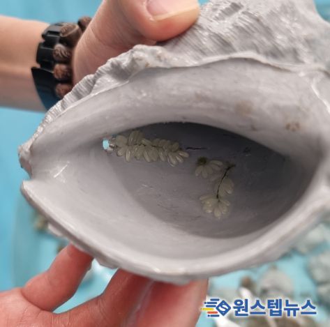 주꾸미 산란