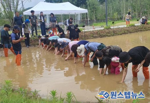 참가자들이 모내기를 하고 있다.
