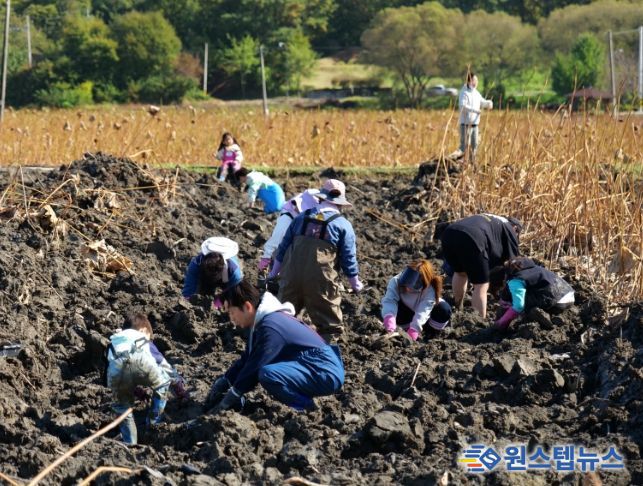 지난 20일 용인특례시가 진행한 연근 수확행사에 시민 160여명이 참여해 특별한 농촌체험을 했다