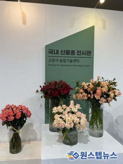 2025고양국제꽃박람회 국내 신품종 전시관에 전시된 고양시 자체개발 장미