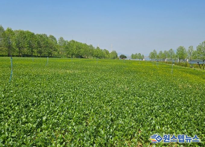 구리시, 유채꽃 축제 준비 착착! 기반 조성 완료