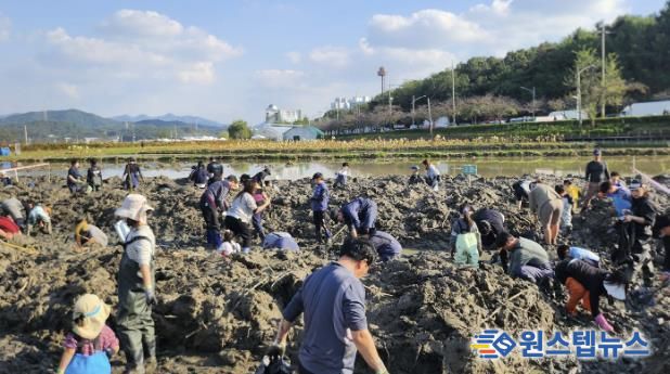 시흥시, 곤충 잡고, 연근 캐며 가족과 추억 쌓은 연근캐기 행사 마쳐