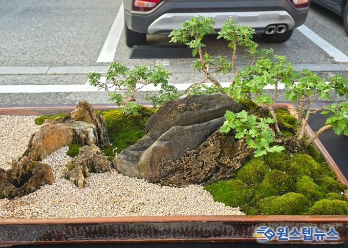 여주시관상국화연구회, 강천섬 힐링 문화 축제장에서 전시회 개최