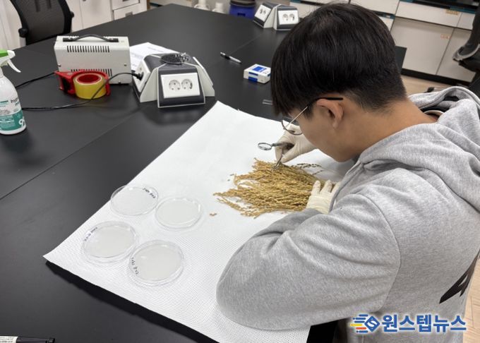포천시, 벼 재배 안정성 확보를 위한 자가채종 벼 종자 발아율 검사 추진