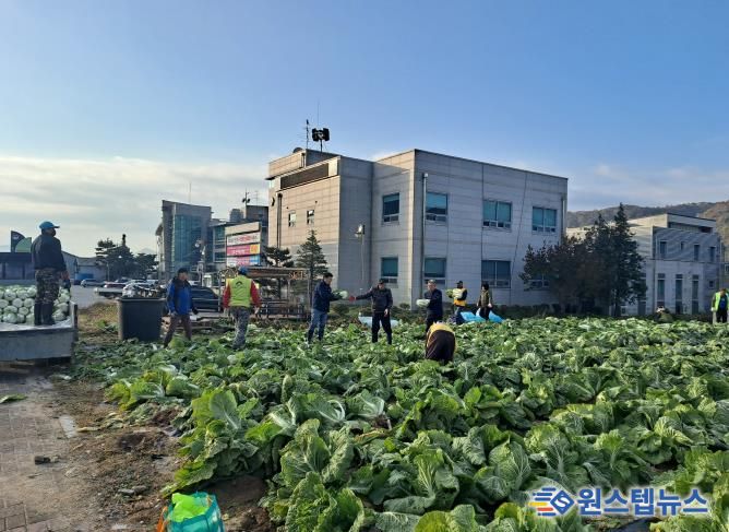 양평군 양동면 지역사회보장협의체, 기관·단체와 함께 동절기 배추·무 수확