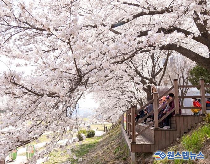 중랑천변 벚꽃길