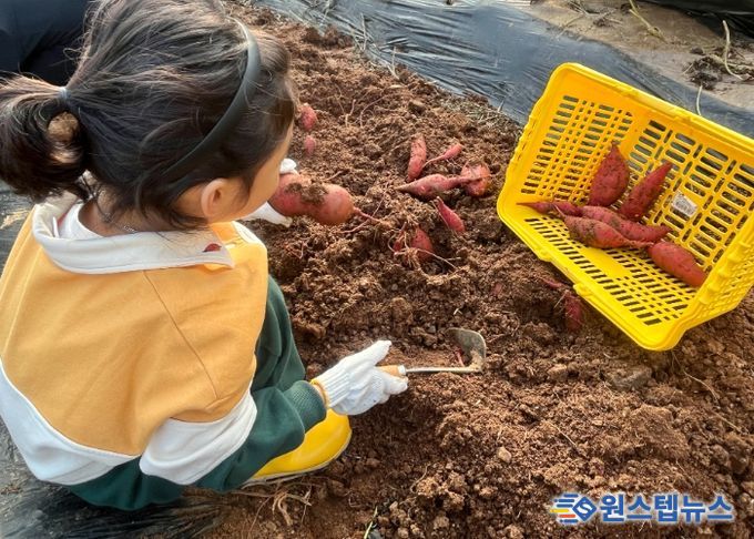 고구마를 수확하고 있는 어린이들