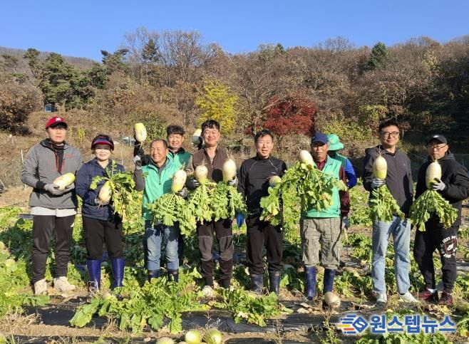 광주시 탄벌동 새마을회, ‘사랑의 무’ 1천200㎏ 수확…이웃사랑 실천