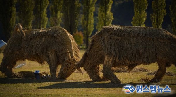 짚 황소 머리를 맞대고 싸우는 소를 짚을 활용하여 역동적으로 표현(사진제공=아름다운강천 사회적협동조합)