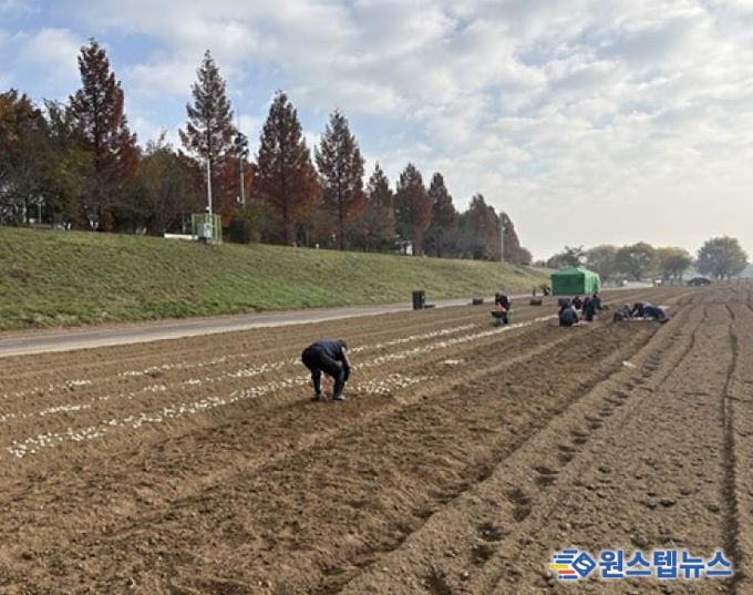 파주시 금촌2동, 내부 인력으로 2026 공릉천 튤립축제 식재 작업 완료