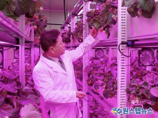 박승원 광명시장이 지난 11월 22일 광명동굴 근처 옛 업사이클아트센터에서 열린 ‘광명동굴 딸기 스마트팜’ 개소식에 참석해 스마트팜 재배시설을 둘러보고 있다.