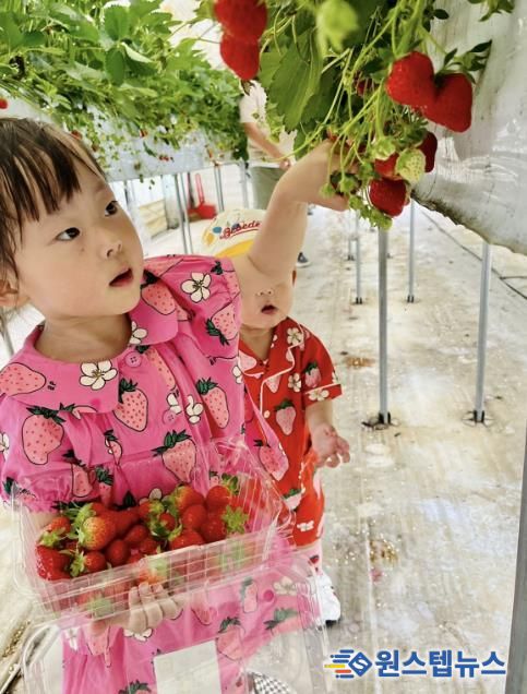 광주시, 올겨울 딸기 수확 체험 프로그램 운영