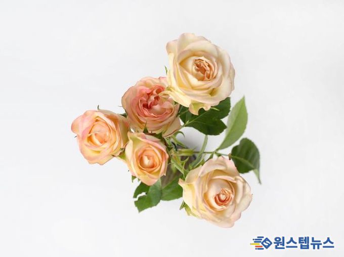 경기도 육성 장미