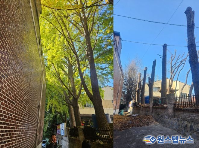 고선희 인천 서구의원, 가좌동 빌라 위협 대형 나무 벌채 완료