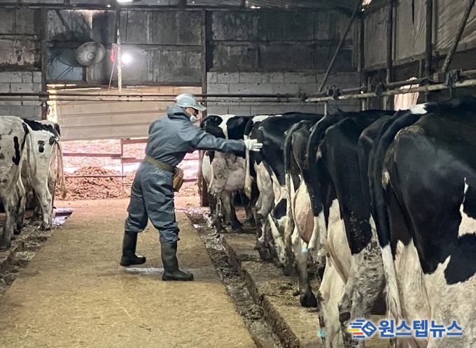 산업동물 공수의사 소 결핵병 공동검진 사진