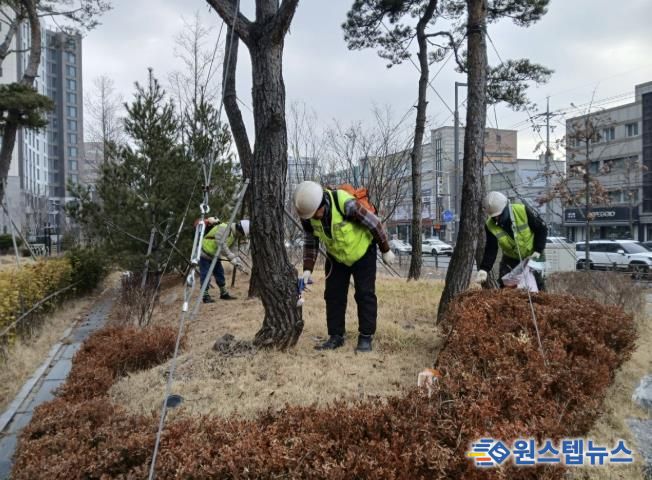수원시 팔달구, 소나무 재선충병 방제완료
