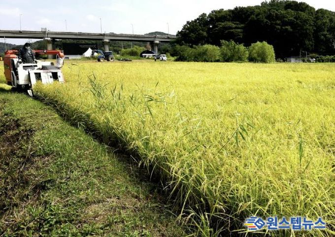 조생종 벼베기 현장