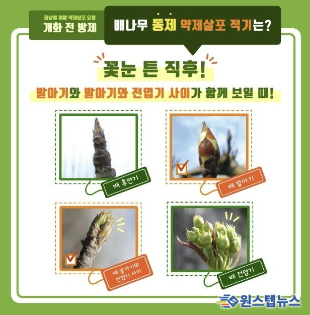 배 개화전 방제 안내문