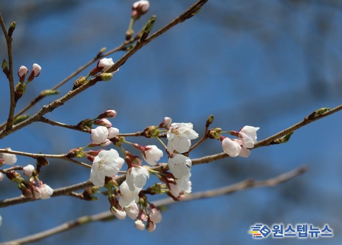 물향기수목원 왕벚나무 전경