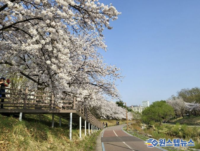 성남시, 벚꽃길 명소 9경