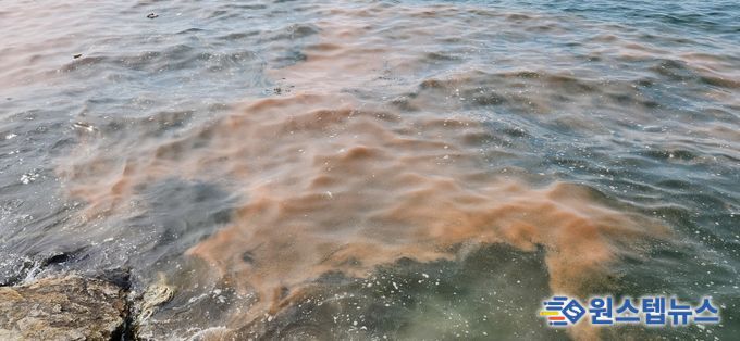 안산 시화나래휴게소 인근 야광충 집적 현황