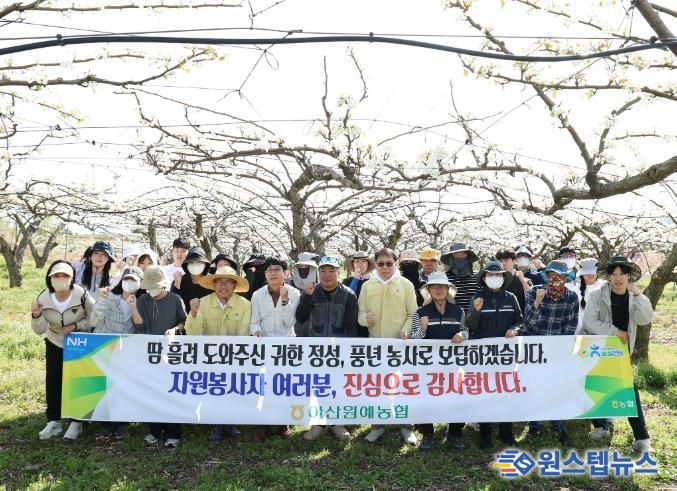 아산시의회 의장과 사무국 직원들이 법곡동 일원 배 농가 찾아 인공수분 작업을 도우며 봉사활동을 펼치고 있다.
